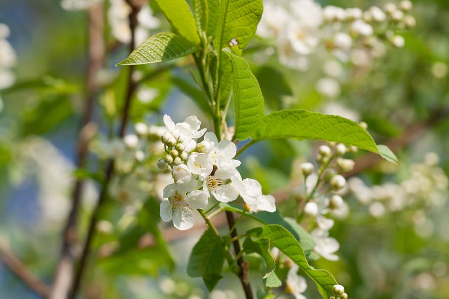 spring, flower, flowers, background, focus, closeup, outdoor HD wallpaper