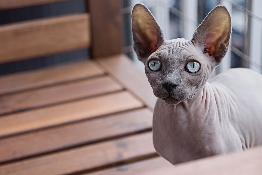 nature, animals, pet, cat, sphynx, eyes, mammal, domestic animals HD wallpaper
