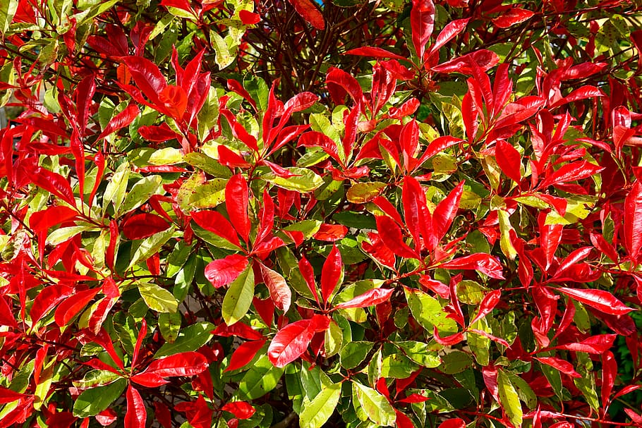 Photography of Red and Green Leaves, delicate, environment, growth HD wallpaper