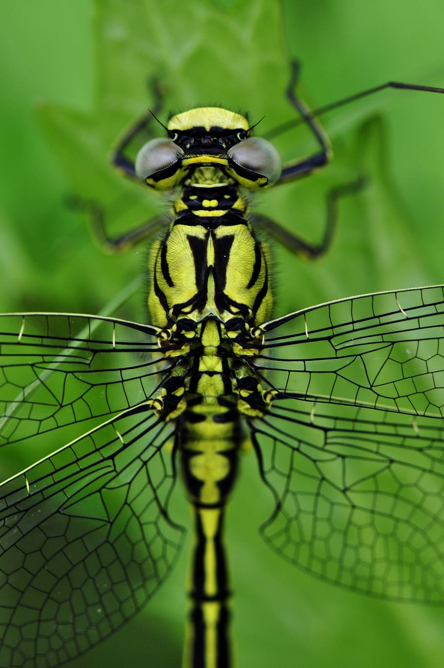 Yellow Black Dragonfly, close-up, insect, macro, wings, invertebrate HD wallpaper