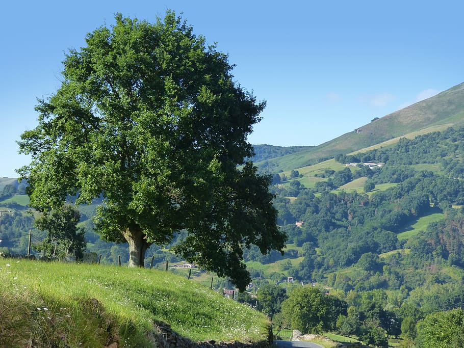 tree, big tree, prado, pyrenees, navarre, mound, plant, beauty in nature HD wallpaper