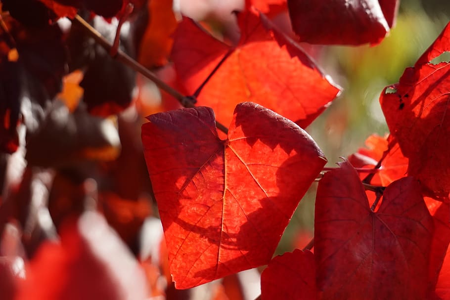 australia, adelaide, fall, autumn, leaves, red, leaf, plant part HD wallpaper