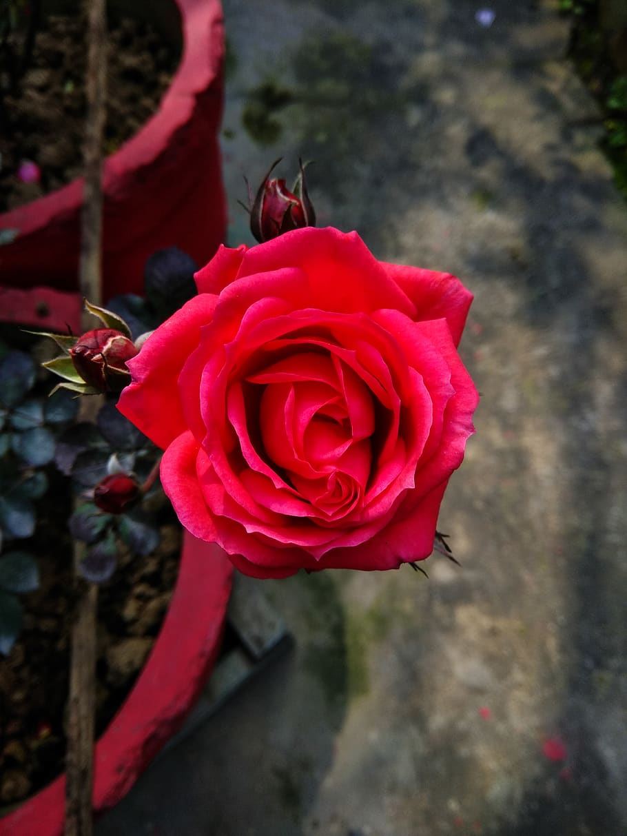 india, flower, rose, red, flowering plant, beauty in nature HD wallpaper
