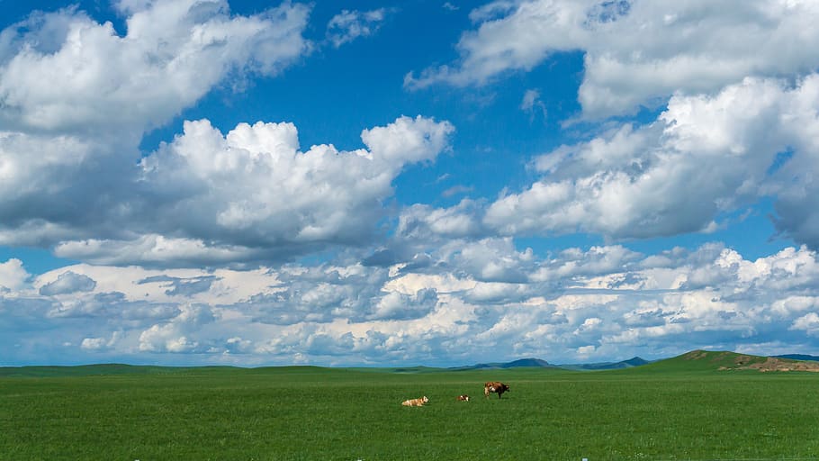 cow, sheep, prairie, sky, white cloud, the vast, the earth