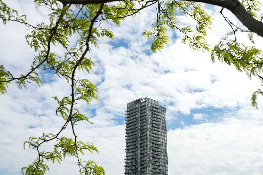 green-leafed tree during daytime, building, urban, city, town HD wallpaper