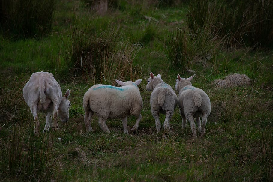 four lambs, sheep, mammal, animal, wildlife, antelope, herd, flock HD wallpaper