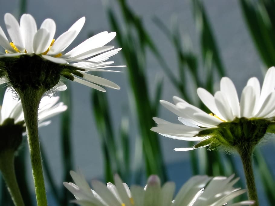White Petaled Flower, bloom, blossom, daisy, flora, flowers, plant HD wallpaper