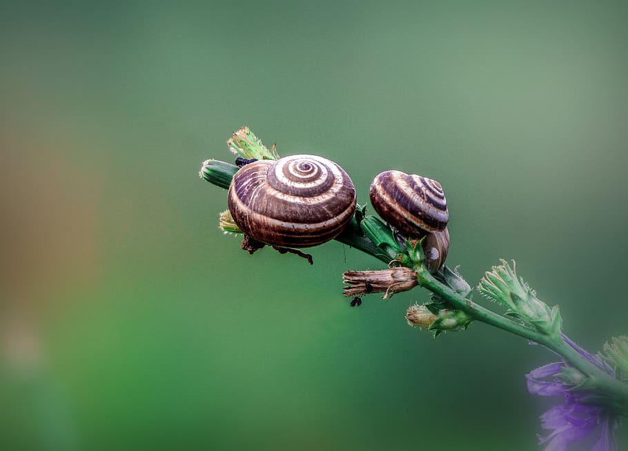snails, animals, shell, invertebrates, molluscum, close, nature HD wallpaper
