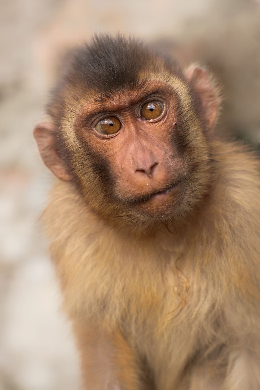 macaque, monkey, primary, baby, primate, mammal, animal wildlife HD wallpaper