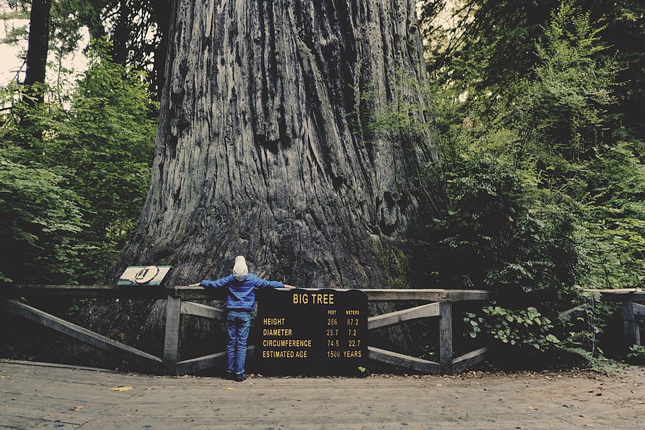 Big Tree Redwood National Park, human, person, people, plant, HD wallpaper