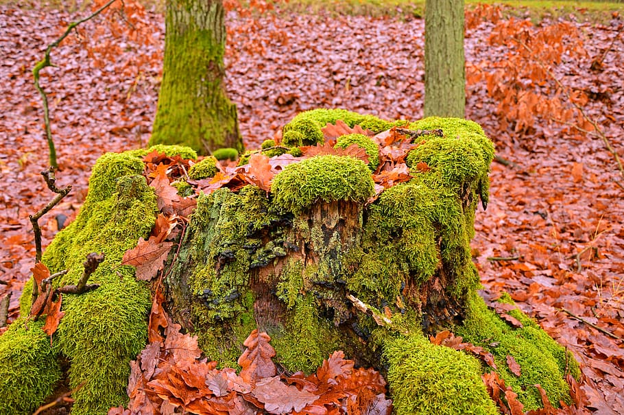 moss, log, forest, forest floor, rots, tribe, moss growth, plant HD wallpaper