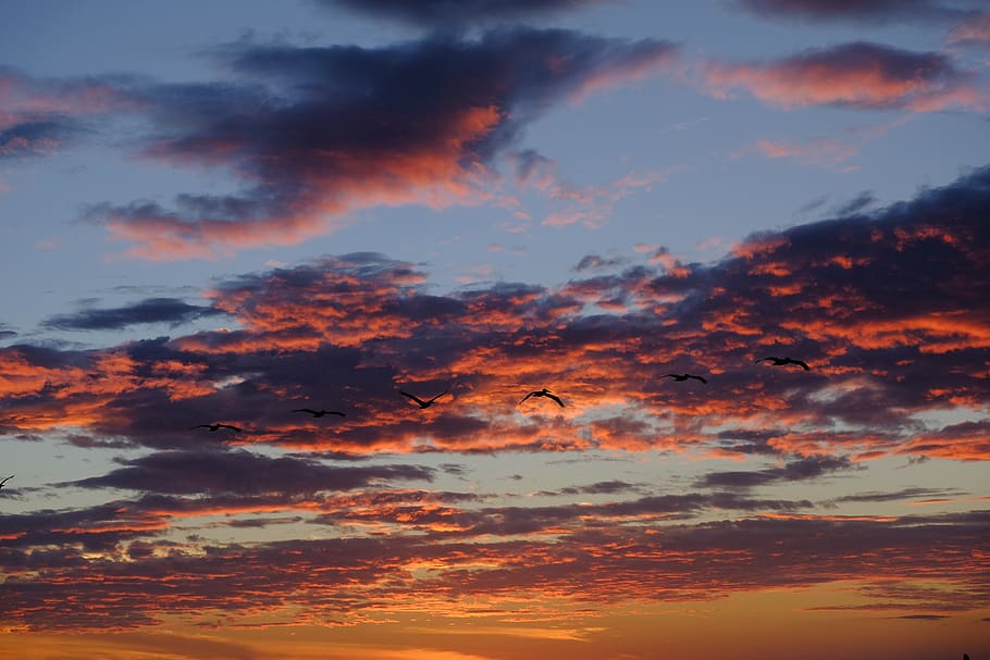 sunset, sky, birds, fly, clouds, beautiful, nature, planet earth HD wallpaper