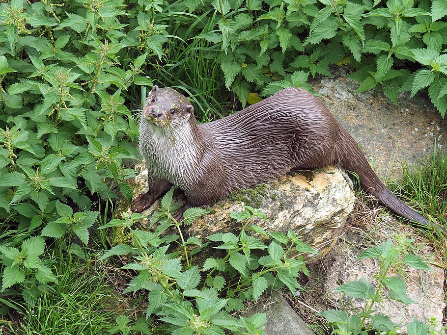 brown seal, animal, otter, plant, one animal, animal themes, green color HD wallpaper