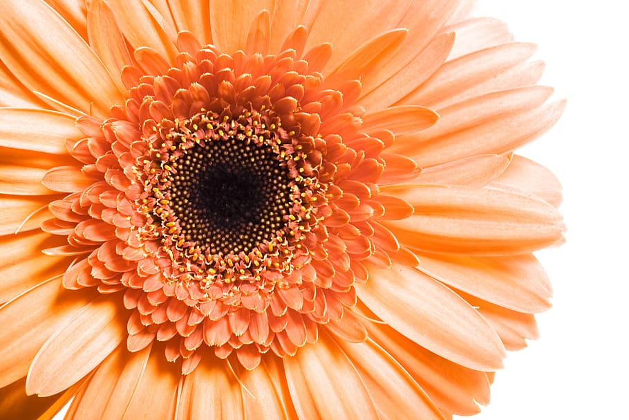 gerbera, flower, background, white, closeup, isolated, decoration, HD wallpaper