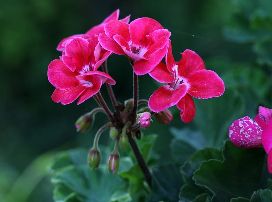 geranium, pink, flower, petals, plant, flowering plant, vulnerability HD wallpaper