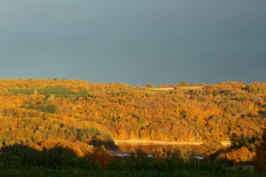 fall, landscape, nature, trees, autumn, beauty in nature, plant HD wallpaper