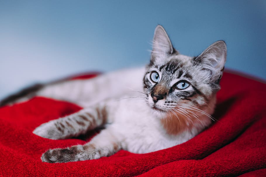 silver tabby cat, animal, mammal, pet, kitten, blanket, abyssinian HD wallpaper