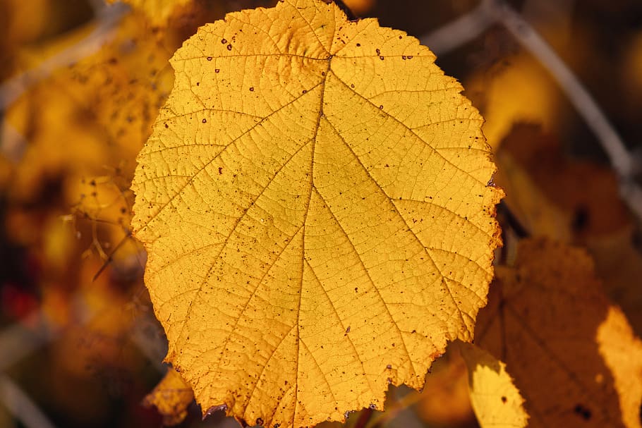 leaf, structure, veins, leaf veins, yellow, autumn, texture HD wallpaper