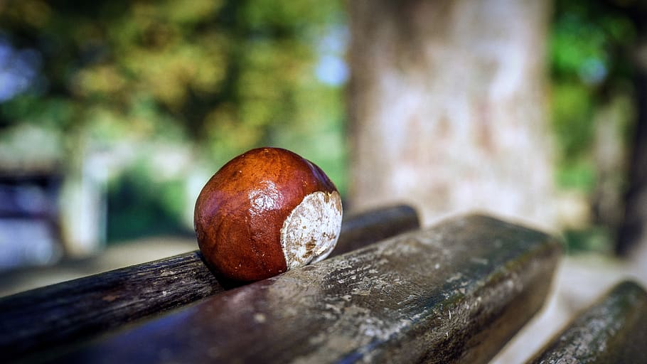 chestnuts, fruit, brown, bright, stimulate, autumn, season HD wallpaper
