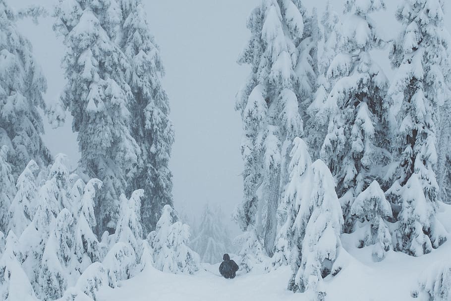 snow, trees, winter, ice, outside, forest, hiking, adventure HD wallpaper