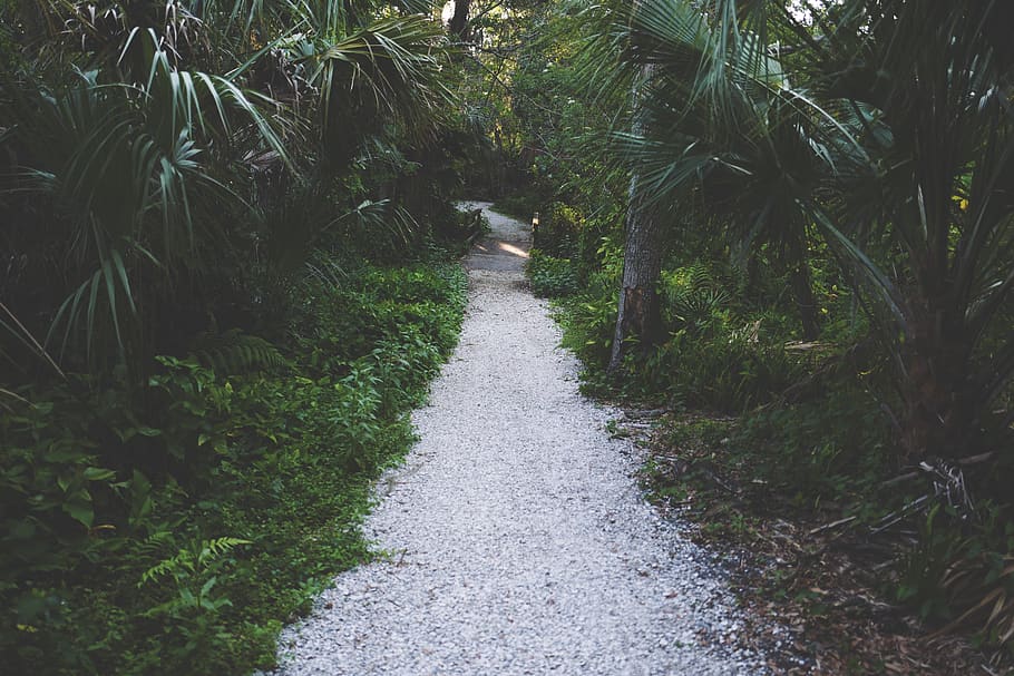 green, plants, nature, trees, grass, path, adventure, road HD wallpaper