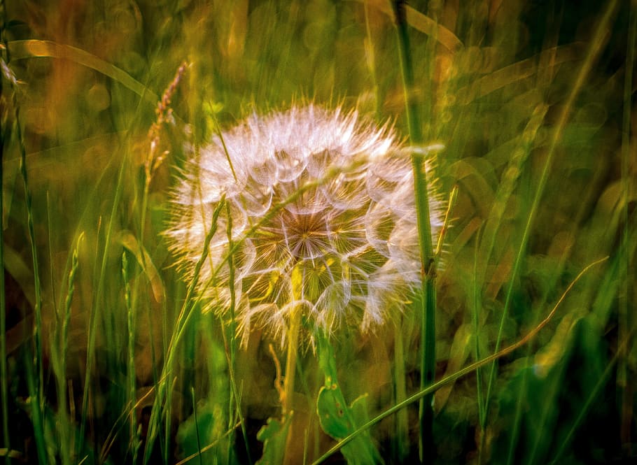 dandelion, meadow, evening, summer, green, heat, nature, sonchus oleraceus HD wallpaper