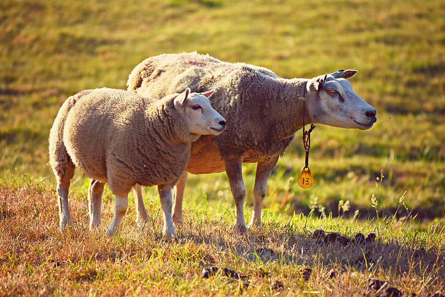 sheep, animal, mammal, wool, ruminant, even-toed, two, together, HD wallpaper