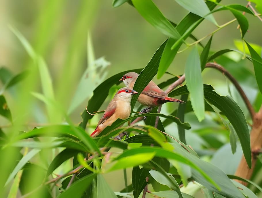 wild, wildlife, small, cute, colorful, crimson, wax, bill, bird HD wallpaper