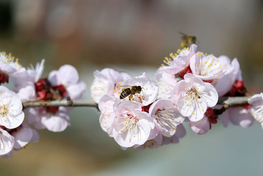 flowers, bee, white, spring, tree, casey, nature, supplies HD wallpaper