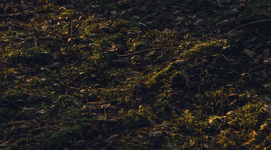 Green Grass, close-up, dark, ground, land, landscape, plant, growth HD wallpaper