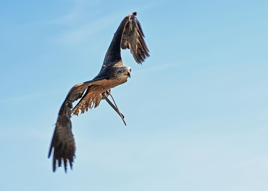 buzzard, raptor, flight, sky, falconry, bird, animal, flying HD wallpaper