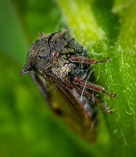 Macro Photography of Gray and Brown Tree Hopper on Green Leaf HD wallpaper