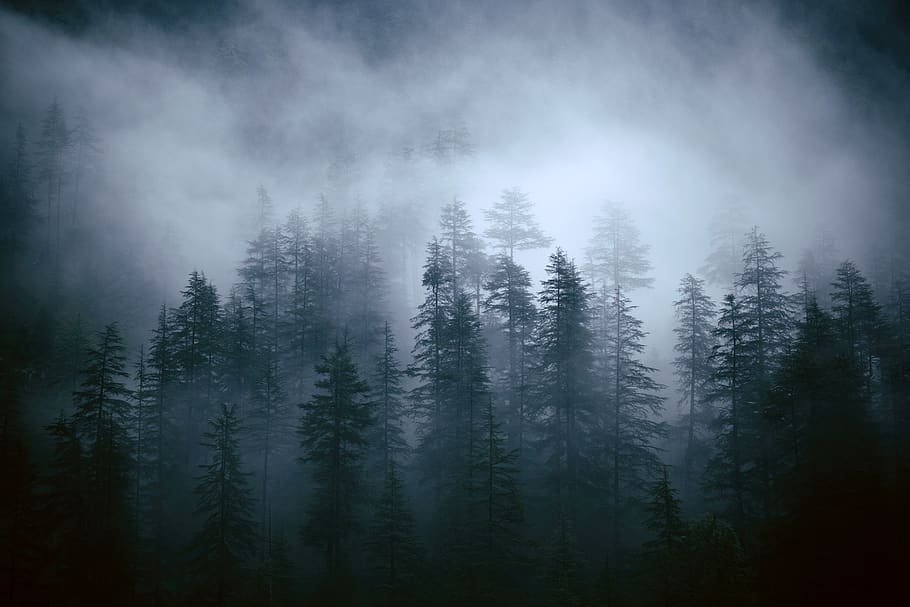 pine trees surrounded by fogs, plant, beauty in nature, tranquility HD wallpaper