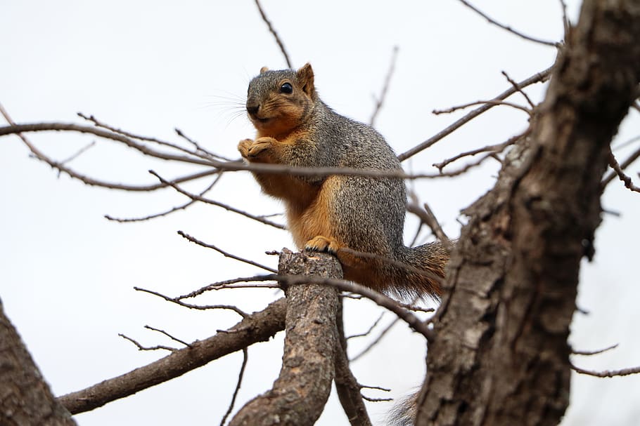 animal, squirrel, mammal, rodent, tree, eating, nature, branch, HD wallpaper