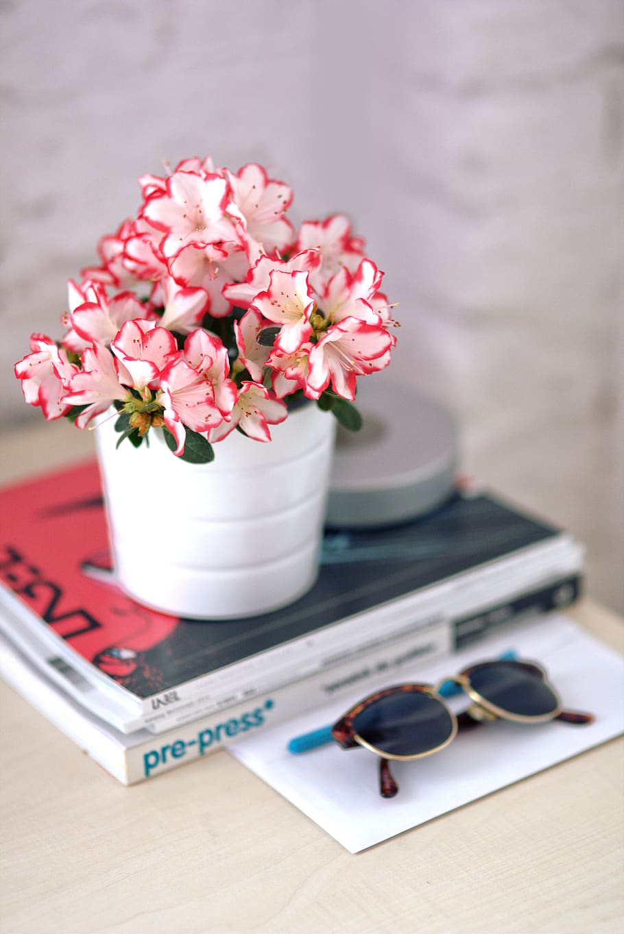 Azalea in a white pot, bright, card, design, elegant, flower HD wallpaper