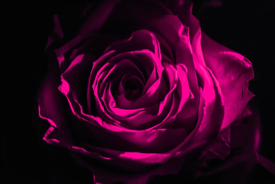 rosa, dark, black, background, night, decoration, rose, rose - flower HD wallpaper