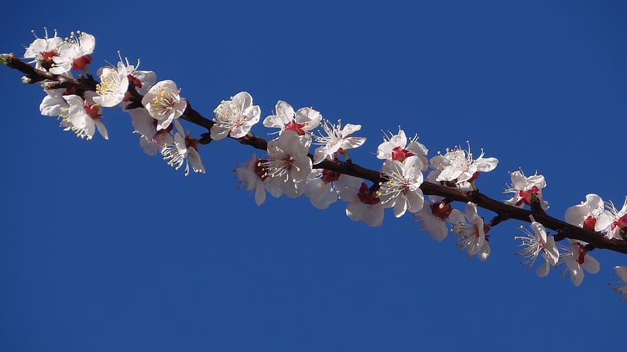 flower, cherry, branch, tree, apricot, season, color, sky, beauty in nature HD wallpaper
