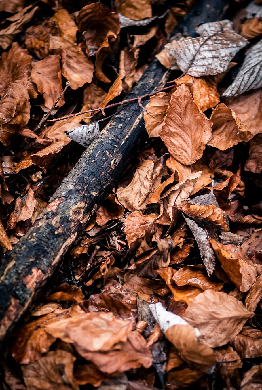 dried leaves, plant, leaf, ground, fungus, money, coin, banister HD wallpaper