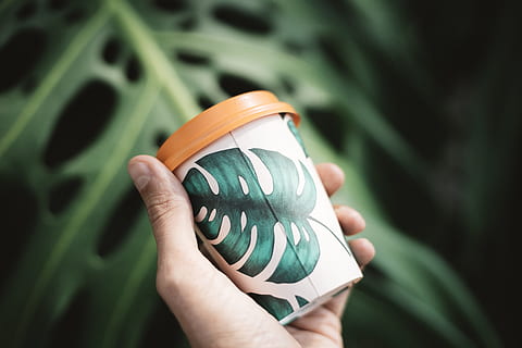 person holding white and green disposable cup, hand, leaf, leaves HD wallpaper