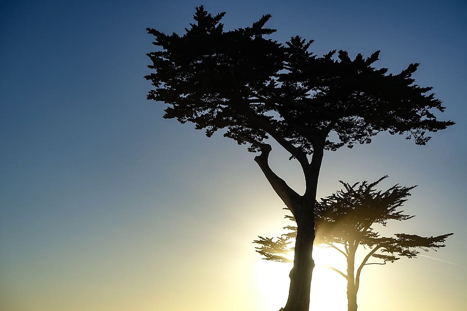 sunrise, sunset, tree, sky, plant, growth, low angle view, silhouette HD wallpaper