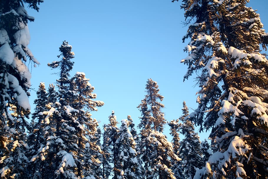 canada, yellowknife, forest, snow, trees, winter, evergreen HD wallpaper