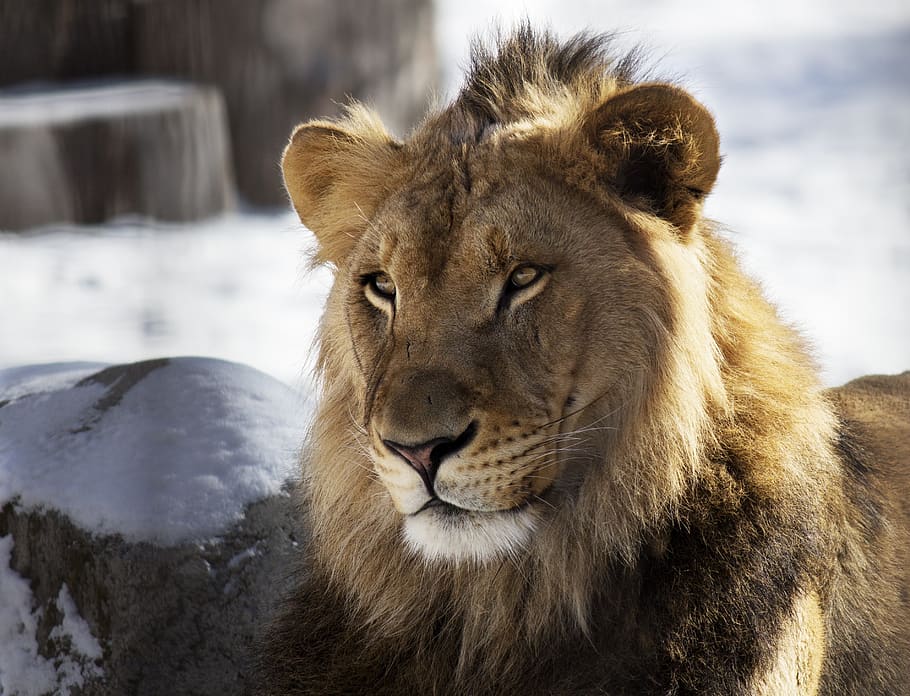 lion, zoo, winter, spring, animal, predator, male, mane, dangerous HD wallpaper