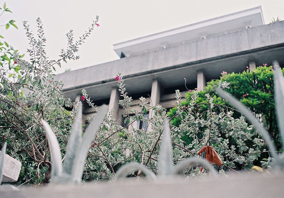 flowers, red, green, tree, built structure, plant, architecture HD wallpaper