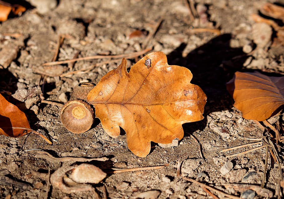 leaf, oak leaf, acorn, autumn, fall color, emerge, brown, plant part HD wallpaper