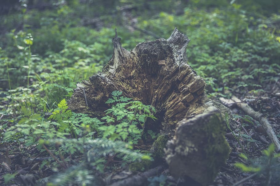 root, forest, tree, wood, plant, nature, land, growth, day HD wallpaper