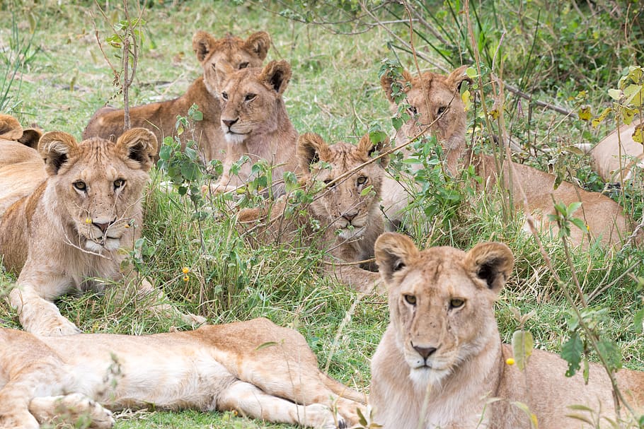 tanzania, lion, lions, pride, africa, animals, group of animals, HD wallpaper