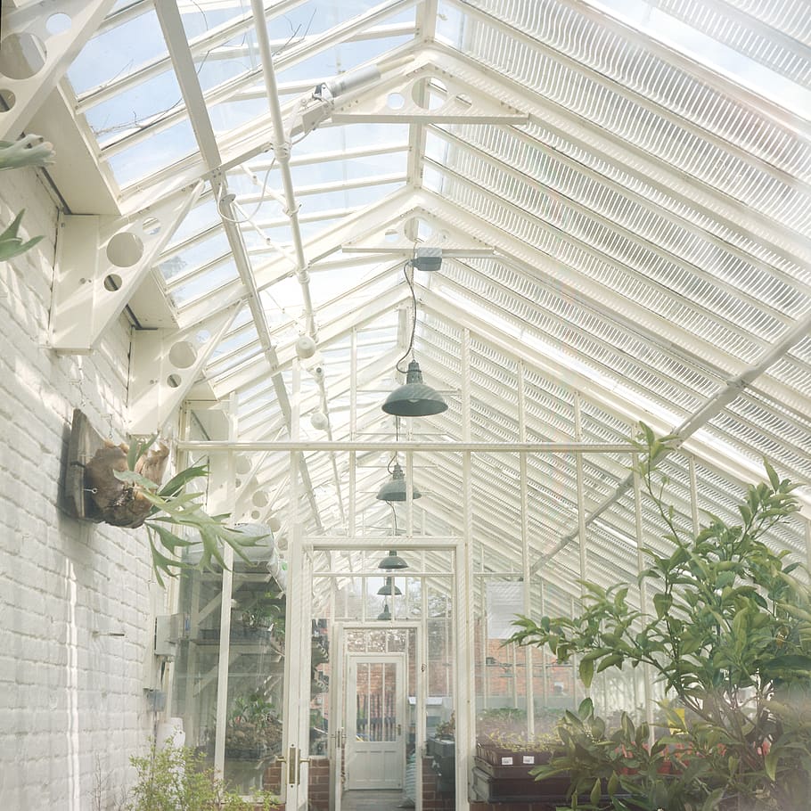Glasshouse, ceiling, architecture, built structure, indoors, greenhouse HD wallpaper