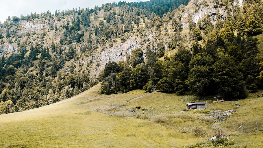 gray shed surrounded by trees during daytime, plant, fir, abies HD wallpaper