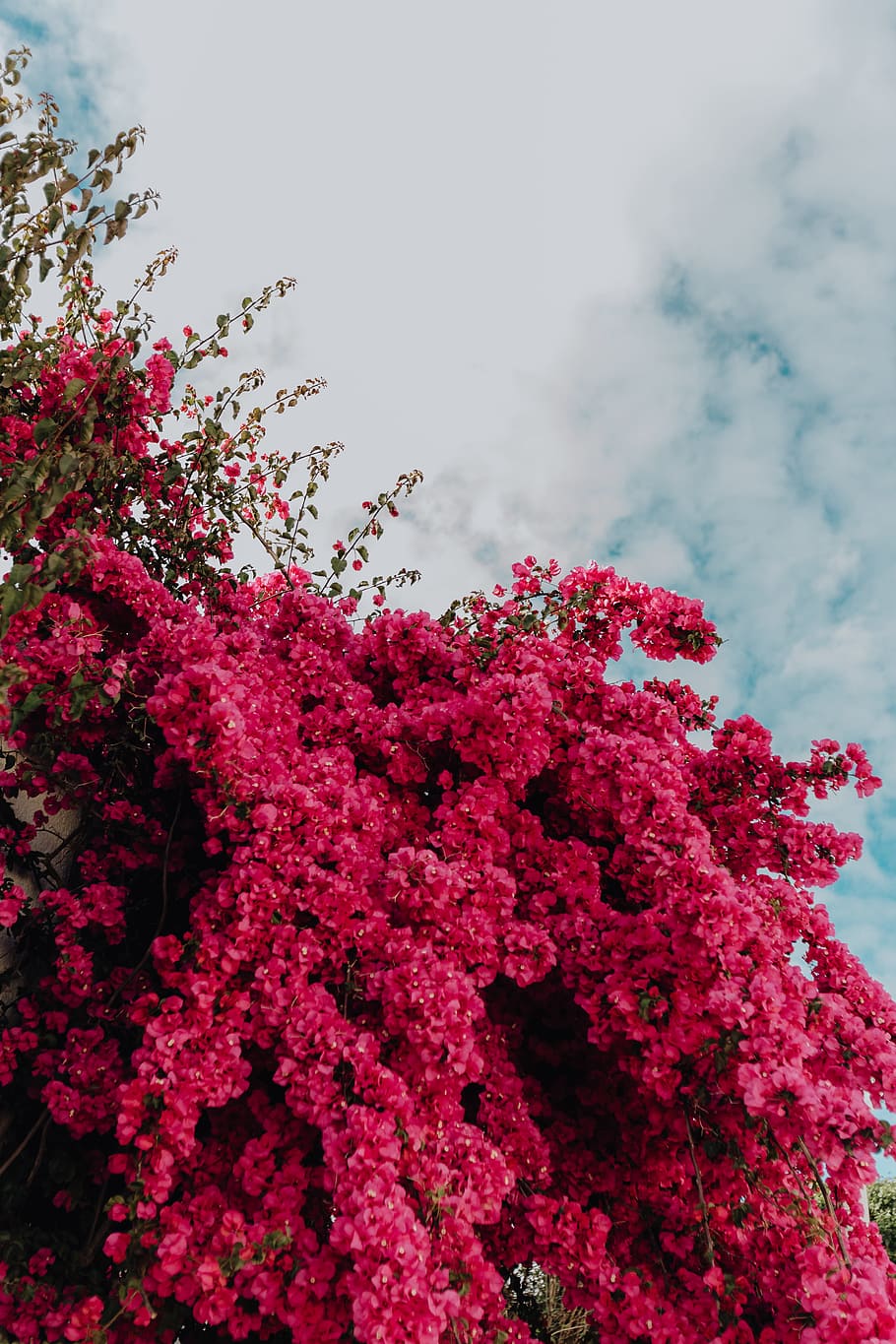 Khám phá những bông hoa bougainvillea màu hồng tuyệt đẹp, những nụ cười của chúng sẽ khiến bạn thực sự cảm thấy hạnh phúc. Với màu sắc tươi sáng, hoa bougainvillea màu hồng chắc chắn sẽ khiến bạn tím ngắt lòng.