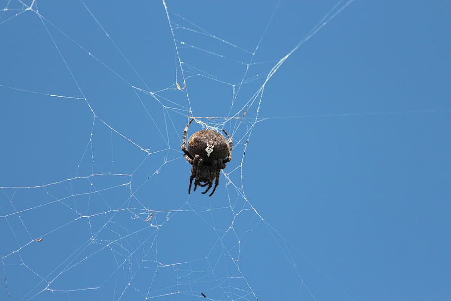 spider, spider web, arthropod, animal, blue sky, one, predator HD wallpaper
